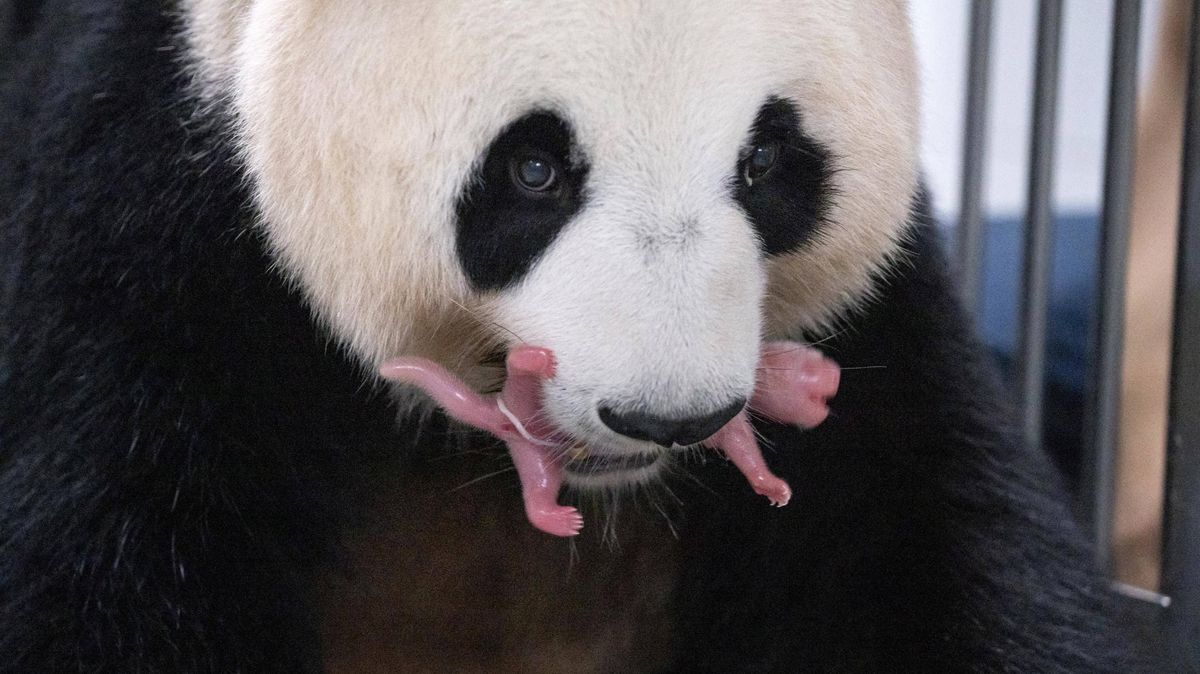 Malé růžové nic. V jihokorejské zoo se narodila dvě pandí mláďata